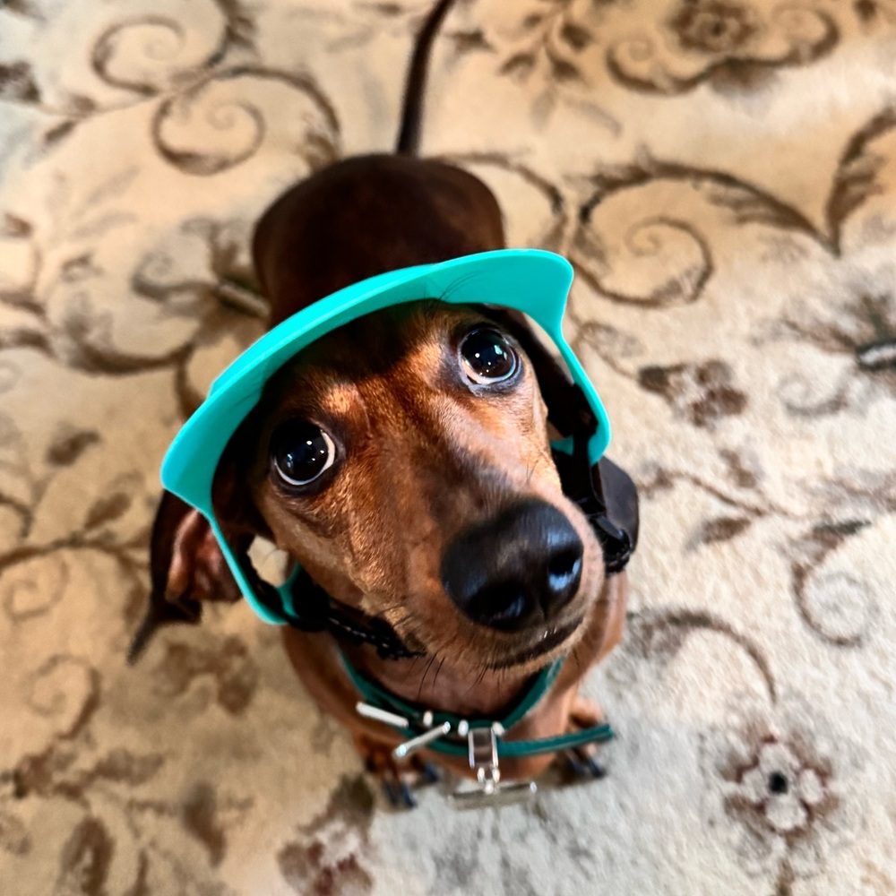 Small Dog Hat and Goggles Set Adjustable Sun Hat UV Protection Puppy Sunglasses - Picture 6 of 11